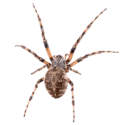 Spencer Pest Services – Pest Control and Exterminator ServicesAre Wolf  Spiders As Dangerous As They Look? - Spencer Pest Services - Pest Control  and Exterminator Services