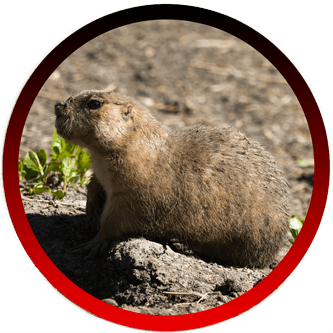 Rat Rodent Exterminators Santa Barbara CA