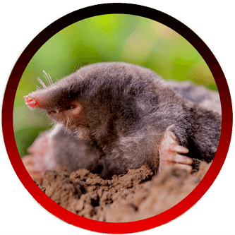 Rat Rodent Exterminators Santa Barbara CA