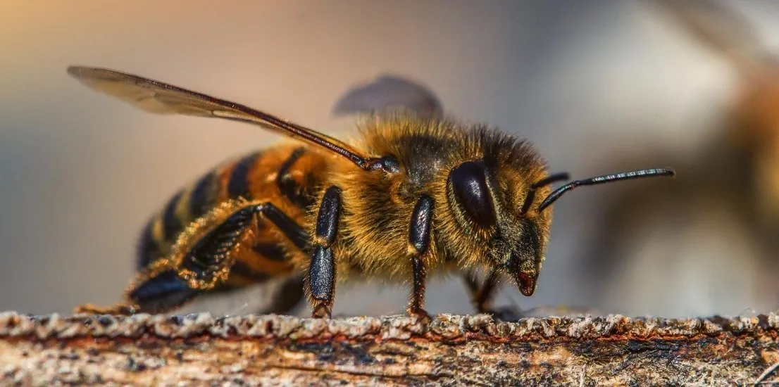 Pest Control Company in Simi Valley
