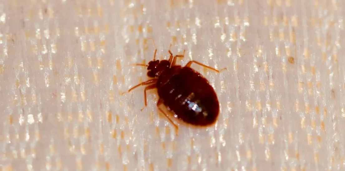 Pest Control Services
