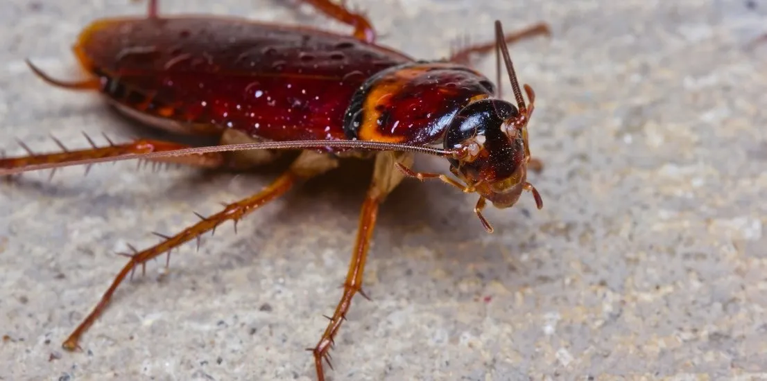 Pest Control Oak Park California