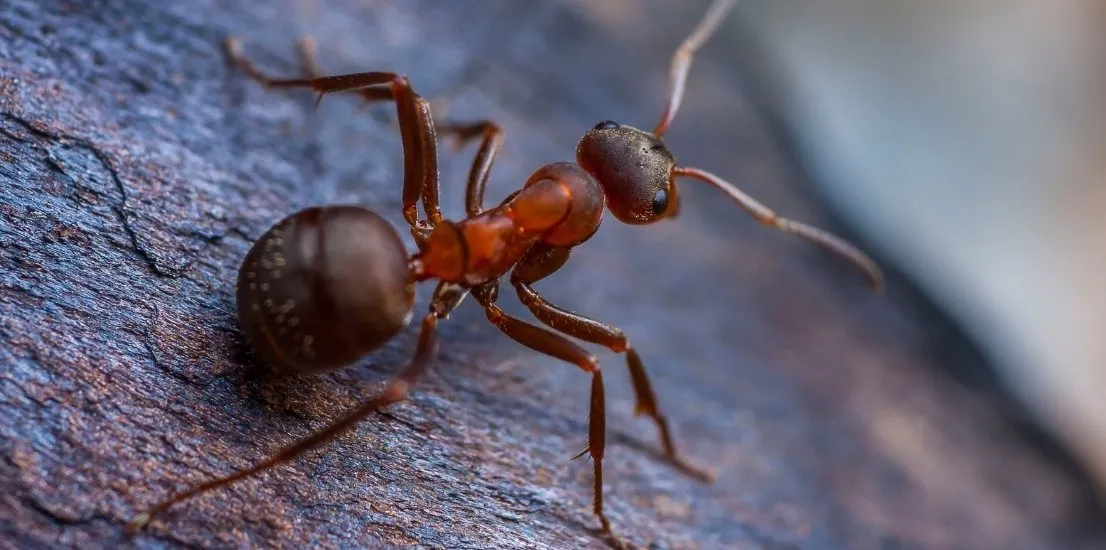 Pest Control in Oak Park