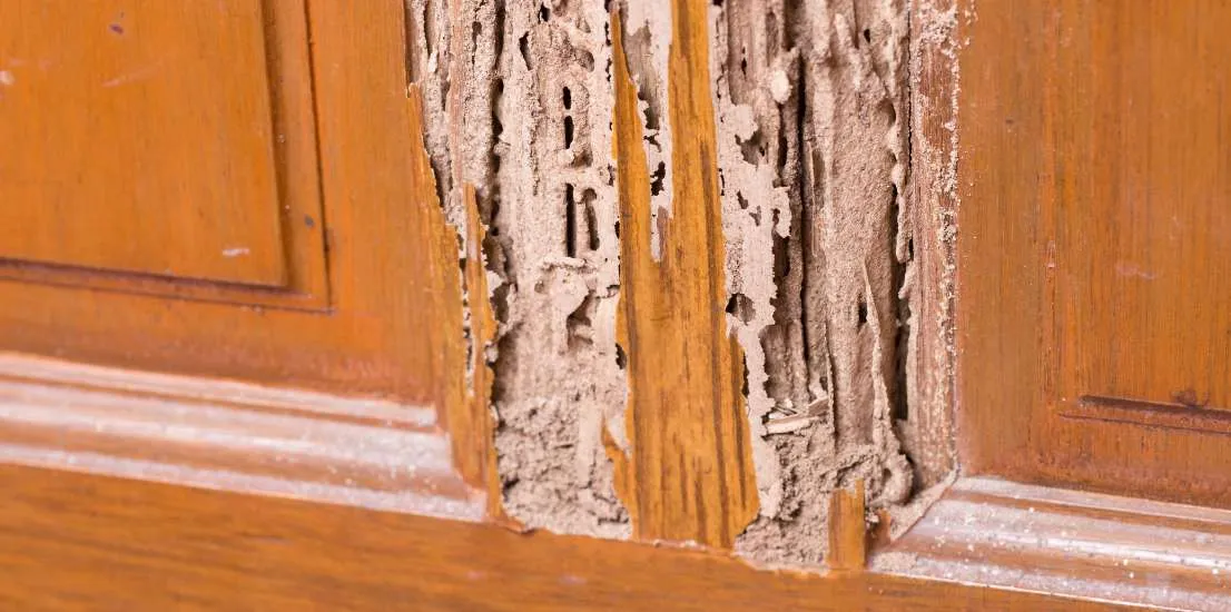 Termite Inspection Oak Park