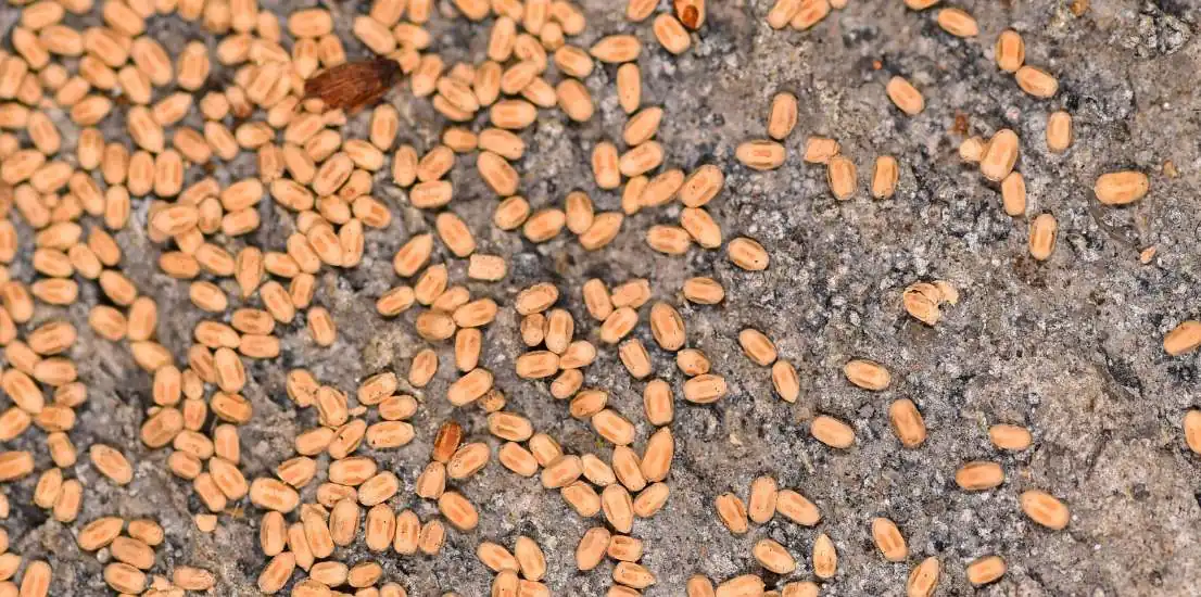 Termite Inspection in Oak Park CA