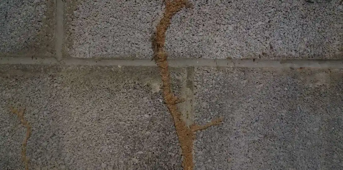 Termite Inspection in Oak Park